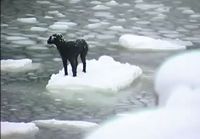 Venäläiset merimiehet pelastavat jäälautalle jääneen koiran