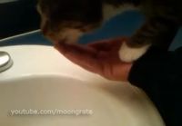 Kissalla on jano