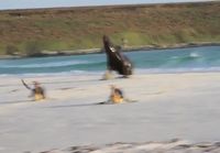 Merileijona jahtaa pingviinejä rannalla