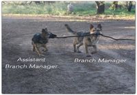 Branch managers