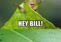 Hey Bill!