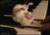Ylösalaisin oleva hamsteri syömässä popcornia pianon koskettimen päällä