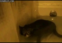 Kissan mietteet kylvystä