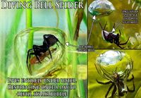 sukeltajahämähäkki