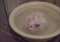 Kissa kylvyssä