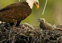 Freedom eagles