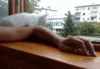 Kissa ja käsi