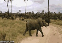 eri kokoisia norsuja