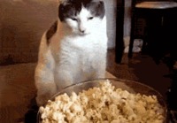 Kissan popcornit