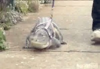 Krokotiilia ulkoiluttamassa