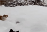 Kissa ja lumi