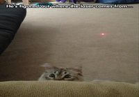 Kissa tajusi mistä se punainen piste tulee