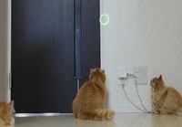 Kissanpennut ja laser