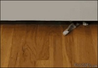 Kissa alittaa oven