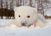 Jääkarhun pentu syömässä lunta