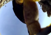Lintu varastaa kameran ja kuvaa sillä pingviiniyhdyskuntaa ilmasta käsin
