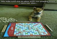 Scrabblea koiran kanssa