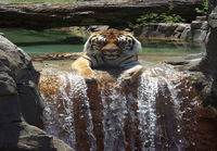 Tiikeri loikoilee vedessä
