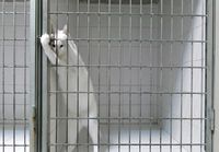 Kissa pakenee eläinlääkärin häkistä