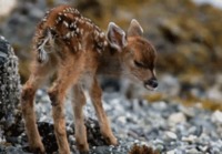 Pikkuinen bambi
