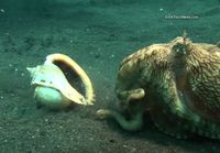Mustekala keräilee simpukankuoria suojakseen