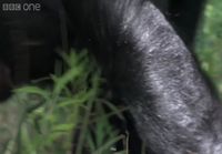 Simpanssi tekee tulet ja paistaa vaahtokarkkeja