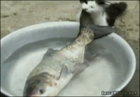 Kissa yrittää pölliä kalan