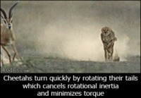 Gepardit käyttävät häntää apuna kääntymiseen kovassa vauhdissa