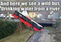 Villi bussi hörppimässä vettä