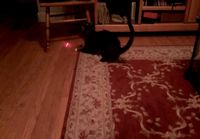 Kissalla laserosoitin kiinnitettynä otsaan
