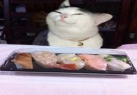 Viekkaalle kissalle sushia