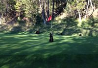 Karhunpentu golfkentällä
