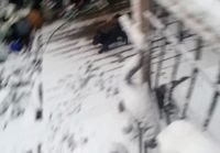 Koira näkee ja kokee lunta ensimmäistä kertaa