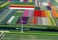 Tulppaanipeltoja Hollannissa