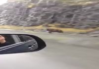 Karhu juoksee auton vierellä