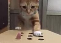 Kissan kanssa leikkimistä