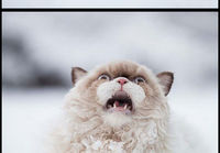 Kissa lumihangessa