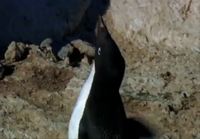 Seonnut pingviini