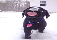 Koiranpentu iloitsee lumesta
