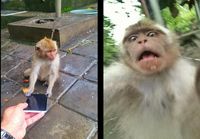 Apinan reatio puhelimen kameraan