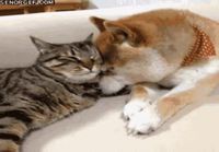 Kissa ja koira halimassa