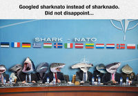 Shark Nato