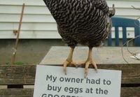 Chicken shaming