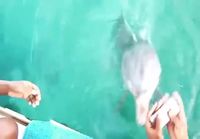 Delfiini palauttaa mereen tippuneen puhelimen