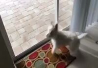 Koira intoilee altaasta