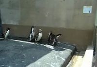 pingviinit