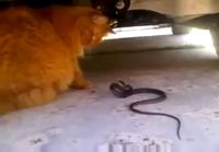 Kissa ja käärme