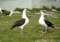 Linnut tanssii