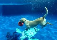 Koira sukeltaa kaksi frisbeeta yhdellä kertaa