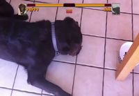Koira vs. ötökkä